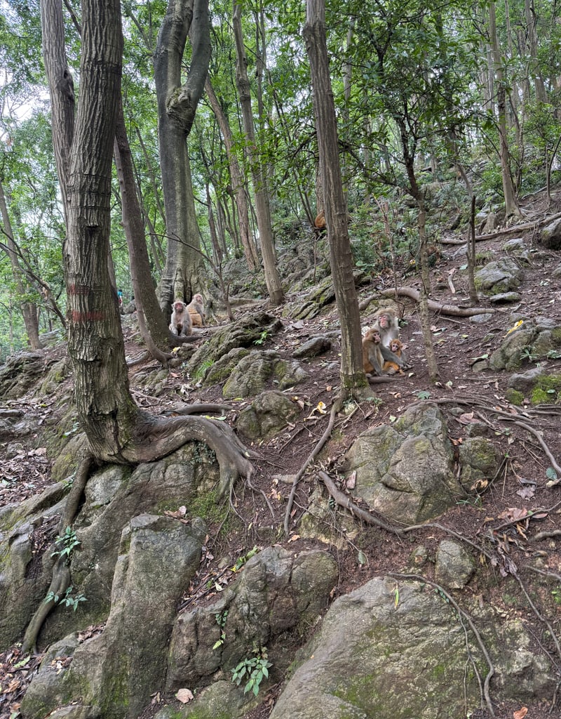 黔灵山林间岩坡上，一群猕猴在树木与岩石间停留